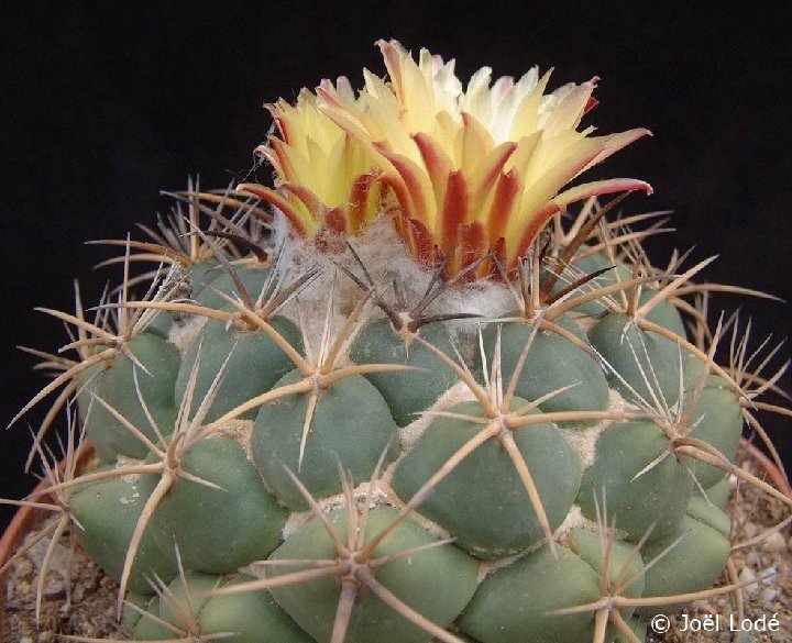 Coryphantha elephantidens ssp greenwoodii Dscf2644